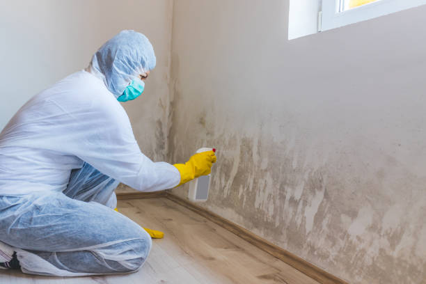 Licensed Mold Testing service in Portland, OR - WQB Mold Removal